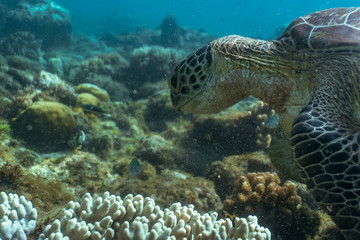 Naklejka na ściany i meble Close encounter with green sea turtle feeding on sea grass in a shallow water
