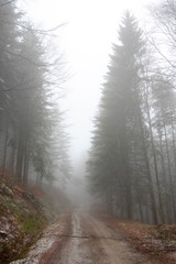 Chemin dans le brouillard