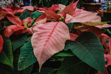 bouquet of christmas flowers