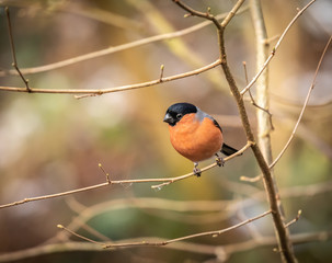 Male Bullfinch