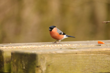 Male Bullfinch