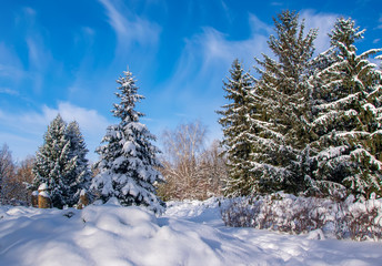 Obraz premium Fir trees covered by fresh snow in winter park