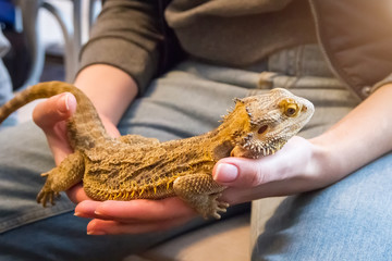 Adult bearded dragon, Pogona vitticeps, agamid lizard in the hand
