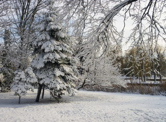 Winter scenery with trees covered by fresh snow