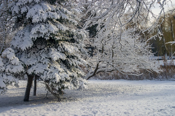 Winter scenery with trees covered by fresh snow