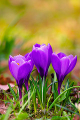 Blooming Crocus flowers in spring season in city park in Warsaw, Poland