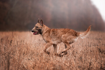 Dog breed Belgian Shepherd Laquenoy in the autumn forest