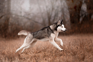 Husky breed dog in the autumn forest