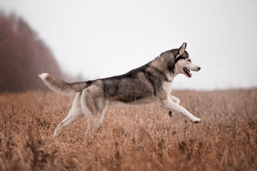 Husky breed dog in the autumn forest