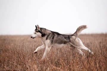 Naklejka na ściany i meble Husky breed dog in the autumn forest