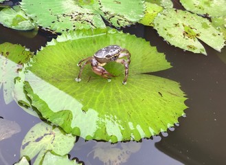 Small crab sitting on a lily pad in Myanmar