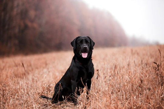 Labrador dog breed in the autumn forest