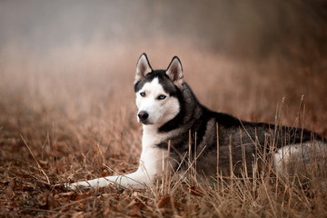 Naklejka na ściany i meble Husky breed dog in the autumn forest
