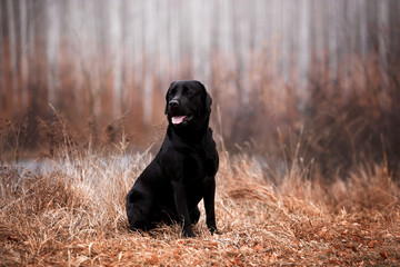 Labrador dog breed in the autumn forest - Powered by Adobe
