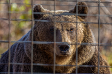 Obraz premium portrait with the brown bear at the zoo among the bars