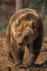 portrait with the brown bear at the zoo among the bars