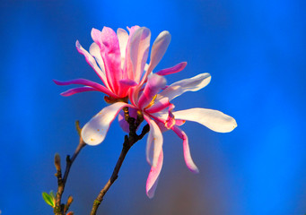 Blooming Star Magnolia flowers - Magnolia stellata - in spring season in a botanical garden