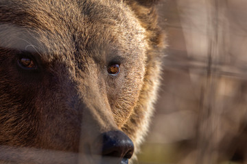 portrait with the brown bear at the zoo among the bars