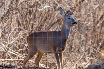 the beautiful deer in the zoo among the bars