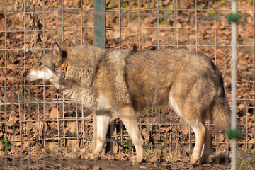 Obraz premium the gray wolf at the zoo among the bars