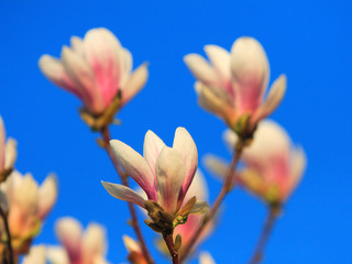Fototapeta premium Blooming Saucer Magnolia flowers - Magnolia x soulangeana - in spring season in a botanical garden