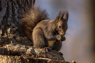 Red squirrel, Sciurus vulgaris, on a tree trunk eating a nut
