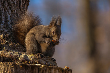 Naklejka na ściany i meble Red squirrel, Sciurus vulgaris, on a tree trunk eating a nut