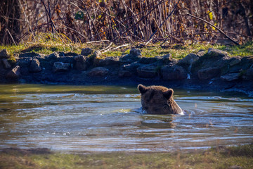European brown bear (Ursus arctos arctos) enjoying a bath. Common brown bear swimming.