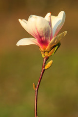Fototapeta premium Blooming Saucer Magnolia flowers - Magnolia x soulangeana - in spring season in a botanical garden