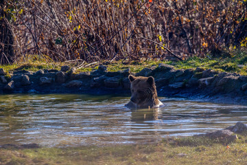 European brown bear (Ursus arctos arctos) enjoying a bath. Common brown bear swimming.