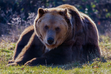 Fototapeta na wymiar European brown bear resting on the ground (Ursus arctos)