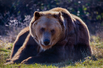 Fototapeta premium European brown bear resting on the ground (Ursus arctos)