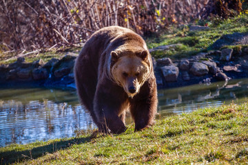 European brown bear (Ursus arctos arctos) enjoying a bath. Common brown bear swimming.
