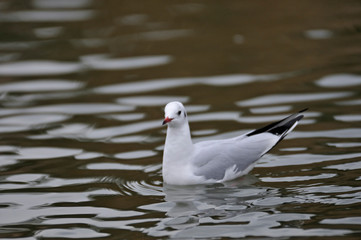 Black-headed Gull (Larus ridibundus), Greece