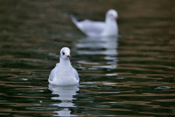 Black-headed Gull (Larus ridibundus), Greece