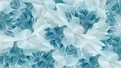 Türkisfarbener Blumenhintergrund. Blumen weiß-türkisfarbene Schwertlilien aus nächster Nähe. Blumenzusammensetzung. Natur. © nadezhda F