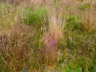 grasses in the field