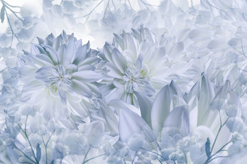 Floral white-blue background. Dahlias flowers close-up on a white background. Petals of flowers. Greeting card. Nature..