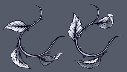 Graphic detailed black and white rose branch, stem with leaves and thorns. Isolated on gray background. Vector icon set. Vol. 2