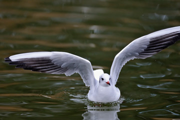 Black-headed Gull (Larus ridibundus), Greece