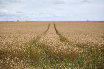 A beautiful farmers wheat cornfield harvest, showing a track through the wheat leading into the distance. summer harvest. Seasonal harvesting.