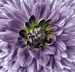 flower dahlia purple. Floral background closeup.  Macro.  Nature.