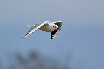 Black-headed Gull (Larus ridibundus), Greece