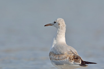 Slender-billed Gull (Chroicocephalus genei), Crete