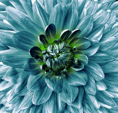 Fototapeta turquoise flower dahlia. Flower isolated on black background. For design. Closeup. Clearer focus. Nature.