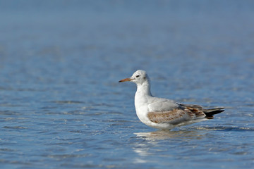 Slender-billed Gull (Chroicocephalus genei), Crete