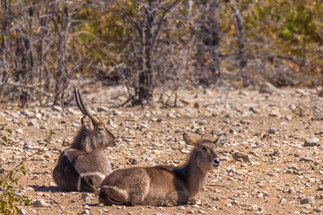 Male and female waterbuck ( Kobus Ellipsiprymnus) lying down, Ongava Private Game Reserve ( neighbour of Etosha), Namibia.