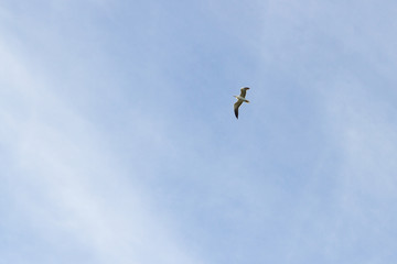 Bird Seagull flying in the sky in cloudy weather