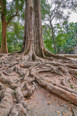 Trees raised on the ruins of the temple Ta Prohm,temple at Angkor Wat complex, Angkor Wat Archaeological Park in Siem Reap, Cambodia UNESCO World Heritage Site
