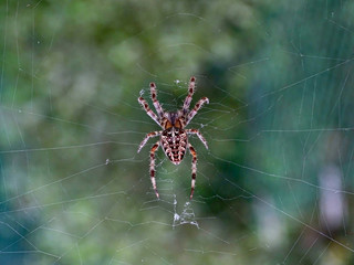 Garden Spider on a web waiting for a prey